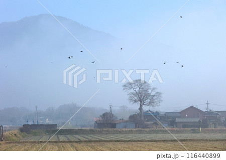 日本の田園風景 116440899
