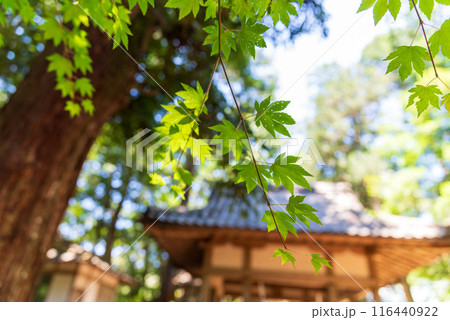 新緑に包まれた京丹波町質美八幡宮 116440922