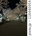 春のライトアップされた夜桜 116440954