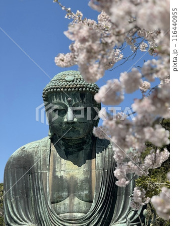桜の下で祈る大仏 116440955