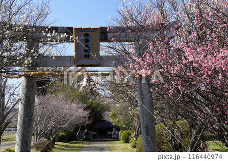 日本の田舎 桜 梅 116440974