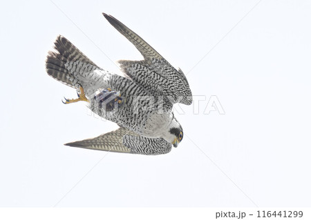 獲物を運ぶハヤブサ成鳥 116441299