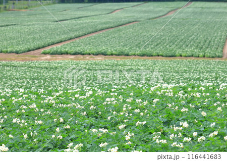 花満開のジャガイモ畑 北海道東部の風景 じゃがいもの花 花満開のジャガイモ畑 北海道東部の風景 じゃがいもの花 116441683