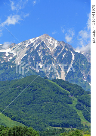 夏の白馬山麓から望む北アルプス 116441979
