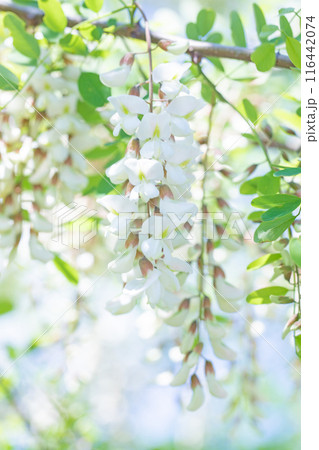 家の周りの草花 四季の色々 河原の偽アカシヤの木々が美しい白い房状の花でおおわれています 家の周りの草花 四季の色々 河原の偽アカシヤの木々が美しい白い房状の花でおおわれています 116442074