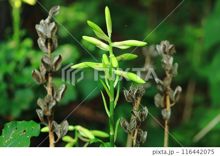 北海道の森に咲く　オオウバユリのつぼみと立ち枯れた実 116442075