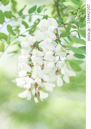 家の周りの草花 四季の色々 河原の偽アカシヤの木々が美しい白い房状の花でおおわれています 家の周りの草花 四季の色々 河原の偽アカシヤの木々が美しい白い房状の花でおおわれています 116442107