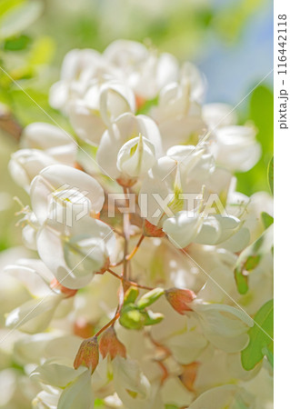 家の周りの草花 四季の色々 河原の偽アカシヤの木々が美しい白い房状の花でおおわれています 家の周りの草花 四季の色々 河原の偽アカシヤの木々が美しい白い房状の花でおおわれています 116442118