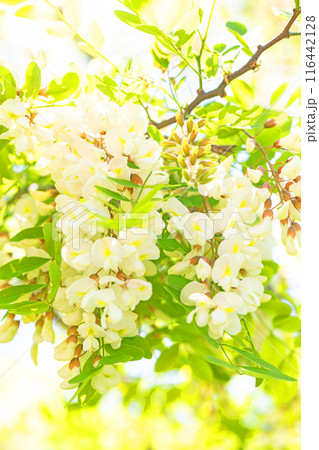 家の周りの草花 四季の色々 河原の偽アカシヤの木々が美しい白い房状の花でおおわれています 家の周りの草花 四季の色々 河原の偽アカシヤの木々が美しい白い房状の花でおおわれています 116442128