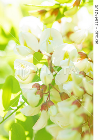 家の周りの草花　四季の色々　河原の偽アカシヤの木々が美しい白い房状の花でおおわれています 116442130