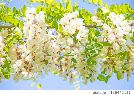 家の周りの草花　四季の色々　河原の偽アカシヤの木々が美しい白い房状の花でおおわれています 116442131