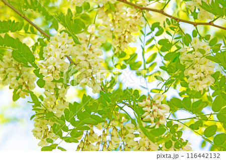 家の周りの草花 四季の色々 河原の偽アカシヤの木々が美しい白い房状の花でおおわれています 家の周りの草花 四季の色々 河原の偽アカシヤの木々が美しい白い房状の花でおおわれています 116442132