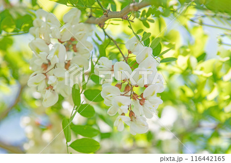 家の周りの草花 四季の色々 河原の偽アカシヤの木々が美しい白い房状の花でおおわれています 家の周りの草花 四季の色々 河原の偽アカシヤの木々が美しい白い房状の花でおおわれています 116442165
