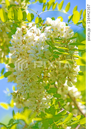 家の周りの草花 四季の色々 河原の偽アカシヤの木々が美しい白い房状の花でおおわれています 家の周りの草花 四季の色々 河原の偽アカシヤの木々が美しい白い房状の花でおおわれています 116442167