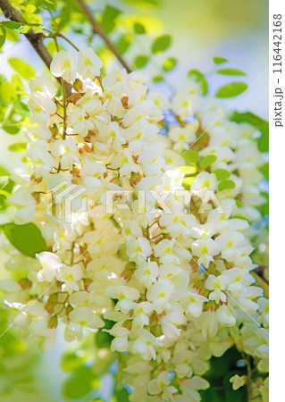家の周りの草花　四季の色々　河原の偽アカシヤの木々が美しい白い房状の花でおおわれています 116442168