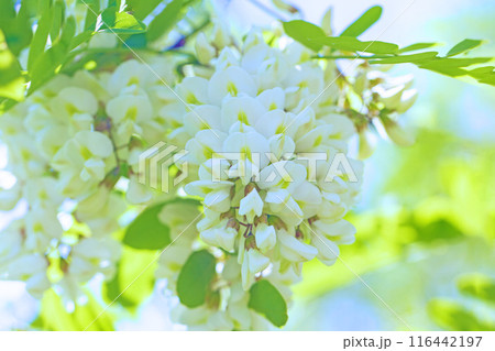 家の周りの草花 四季の色々 河原の偽アカシヤの木々が美しい白い房状の花でおおわれています 家の周りの草花 四季の色々 河原の偽アカシヤの木々が美しい白い房状の花でおおわれています 116442197