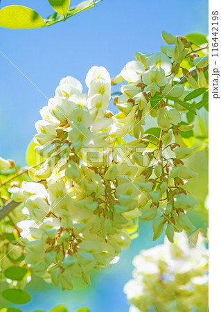 家の周りの草花 四季の色々 河原の偽アカシヤの木々が美しい白い房状の花でおおわれています 家の周りの草花 四季の色々 河原の偽アカシヤの木々が美しい白い房状の花でおおわれています 116442198