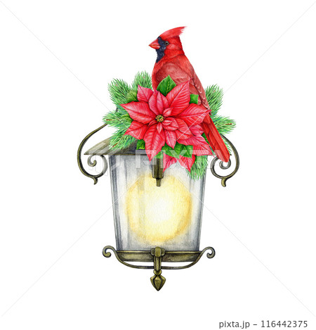 Winter time vintage style floral decor with red cardinal bird and lantern. Watercolor illustration. Christmas time festive painted decoration with lantern, pine, poinsettia, bird. White background Winter time vintage style floral decor with red cardinal bird and lantern. Watercolor illustration. Christmas time festive painted decoration with lantern, pine, poinsettia, bird. White background 116442375