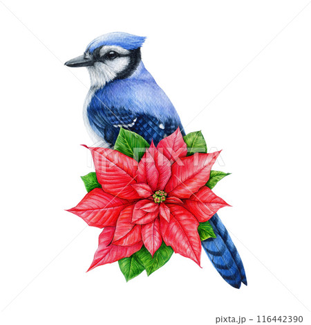 Winter time floral decoration with Christmas star flower and blue jay. Watercolor vintage style illustration. Hand drawn Christmas festive decor with garden bird, poinsettia flower. White background Winter time floral decoration with Christmas star flower and blue jay. Watercolor vintage style illustration. Hand drawn Christmas festive decor with garden bird, poinsettia flower. White background 116442390