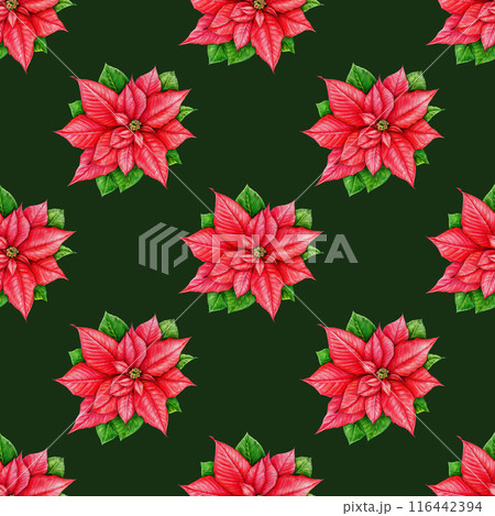 Poinsettia flower winter seamless pattern. Watercolor vintage style illustration. Christmas time painted traditional decor poinsettia flowers. Winter time festive seamless pattern on dark background Poinsettia flower winter seamless pattern. Watercolor vintage style illustration. Christmas time painted traditional decor poinsettia flowers. Winter time festive seamless pattern on dark background 116442394