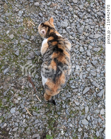 三毛猫の背中の写真素材 [116442478] - PIXTA