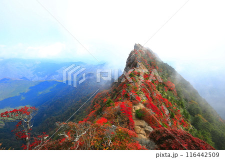 【愛媛県】霧に包まれる紅葉の天狗岳(石鎚山) 【愛媛県】霧に包まれる紅葉の天狗岳(石鎚山) 116442509