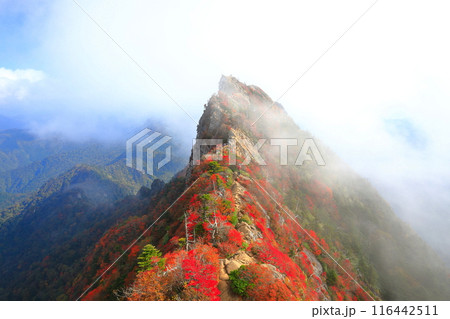 【愛媛県】霧に包まれる紅葉の天狗岳(石鎚山) 【愛媛県】霧に包まれる紅葉の天狗岳(石鎚山) 116442511