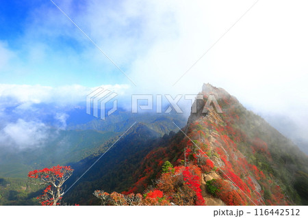 【愛媛県】霧に包まれる紅葉の天狗岳(石鎚山) 【愛媛県】霧に包まれる紅葉の天狗岳(石鎚山) 116442512