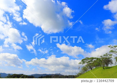 夏の青空 綿雲 夏の青空 綿雲 116442709