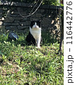 牛柄　猫 116442776