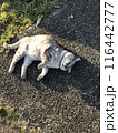 猫　　寝る 116442777