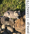 猫　寝る 116442778