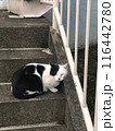 猫　睨む 116442780