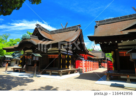 【大阪府】晴天の住吉大社の本宮（第三本宮） 116442956