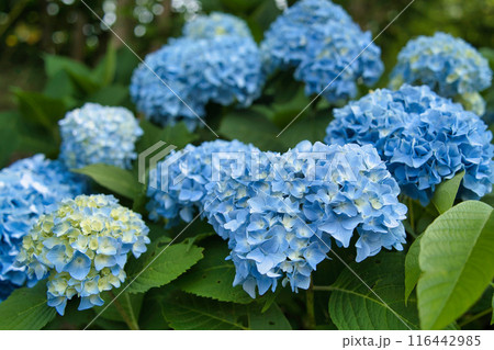 アジサイ アジサイ 116442985