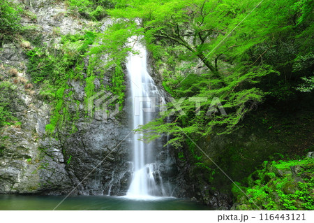 【大阪府】新緑の箕面大滝 116443121