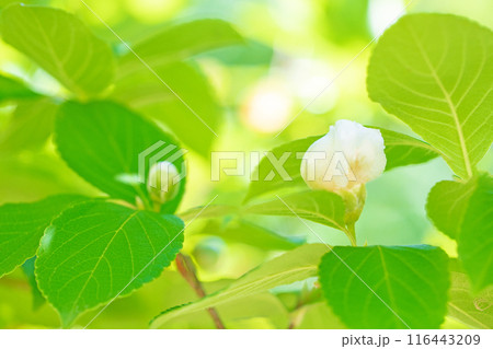 家の周りの草花　四季の色々　初夏に咲く白い花　清楚な夏椿の花が咲きました　 116443209