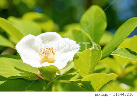 家の周りの草花 四季の色々 初夏に咲く白い花 清楚な夏椿の花が咲きました 家の周りの草花 四季の色々 初夏に咲く白い花 清楚な夏椿の花が咲きました 116443216