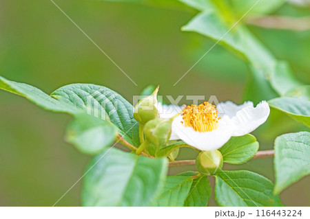 家の周りの草花　四季の色々　初夏に咲く白い花　清楚な夏椿の花が咲きました　 116443224