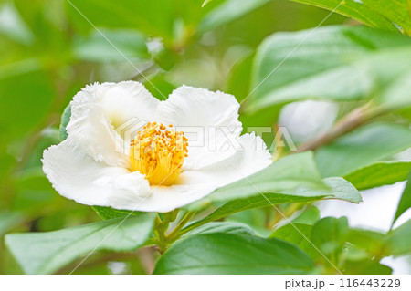 家の周りの草花 四季の色々 初夏に咲く白い花 清楚な夏椿の花が咲きました 家の周りの草花 四季の色々 初夏に咲く白い花 清楚な夏椿の花が咲きました 116443229