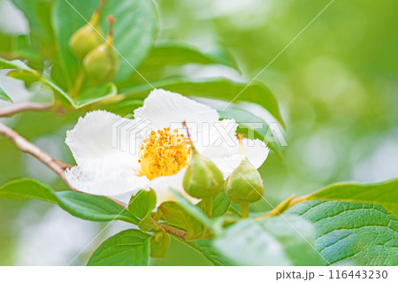 家の周りの草花 四季の色々 初夏に咲く白い花 清楚な夏椿の花が咲きました 家の周りの草花 四季の色々 初夏に咲く白い花 清楚な夏椿の花が咲きました 116443230