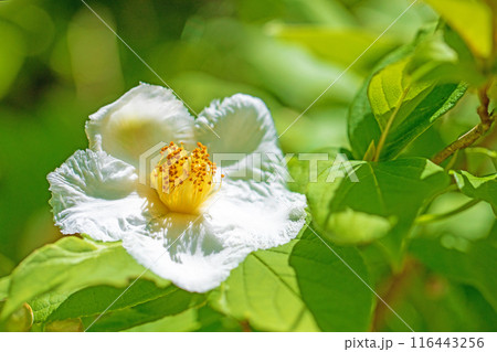 家の周りの草花 四季の色々 初夏に咲く白い花 清楚な夏椿の花が咲きました 家の周りの草花 四季の色々 初夏に咲く白い花 清楚な夏椿の花が咲きました 116443256