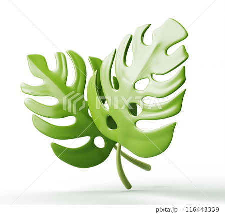 3d tropical green monstera leaves isolated render icon. Exotic jungle plant branches nature decoration design element for spa, beauty product, beach wedding ceremony or birthday party. 3D illustration 3d tropical green monstera leaves isolated render icon. Exotic jungle plant branches nature decoration design element for spa, beauty product, beach wedding ceremony or birthday party. 3D illustration 116443339