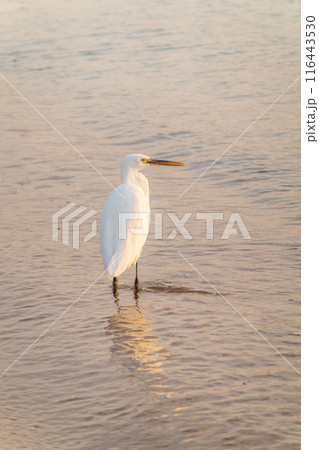Great egret (Ardea alba), a medium-sized white heron fishing on the sea beach 116443530