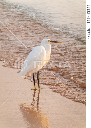Great egret (Ardea alba), a medium-sized white heron fishing on the sea beach 116443531
