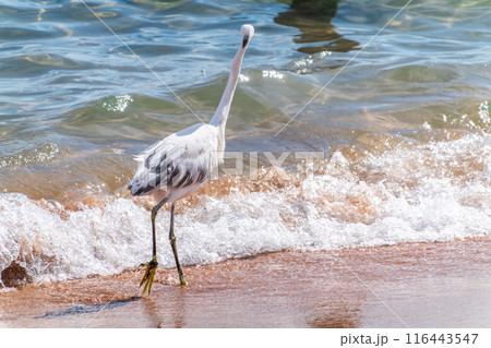White Western Reef Heron (Egretta gularis) at Sharm el-Sheikh beach, Sinai, Egypt 116443547