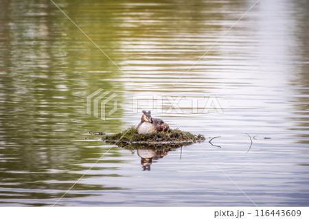 Great Crested Grebe, Podiceps cristatus, water bird sitting on the nest, nesting time on the green lake 116443609