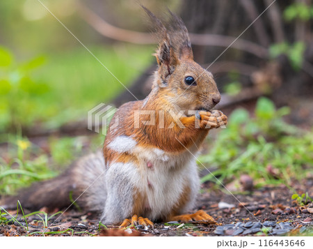 Squirrel eats a nut while sitting in green grass. Eurasian red squirrel, Sciurus vulgaris Squirrel eats a nut while sitting in green grass. Eurasian red squirrel, Sciurus vulgaris 116443646