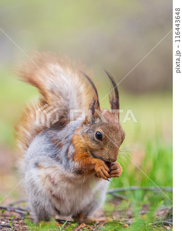 Squirrel eats a nut while sitting in green grass. Eurasian red squirrel, Sciurus vulgaris Squirrel eats a nut while sitting in green grass. Eurasian red squirrel, Sciurus vulgaris 116443648