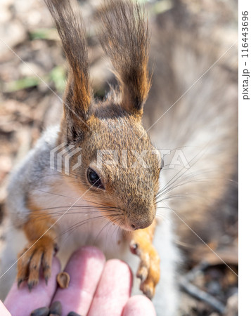 A squirrel in the spring or autumn eats nuts from a human hand. Eurasian red squirrel, Sciurus vulgaris A squirrel in the spring or autumn eats nuts from a human hand. Eurasian red squirrel, Sciurus vulgaris 116443696